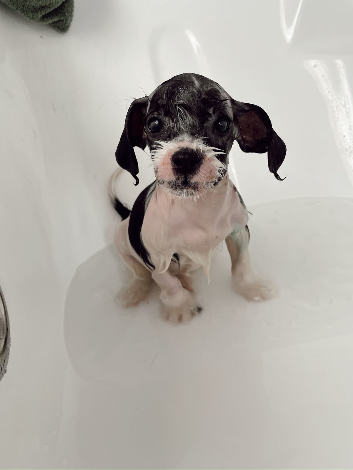 Noel, a Adopted mixed breed in Auburn, WA image 6/6