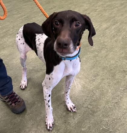 Gunner, adoptable, Adult Male Mixed Breed.