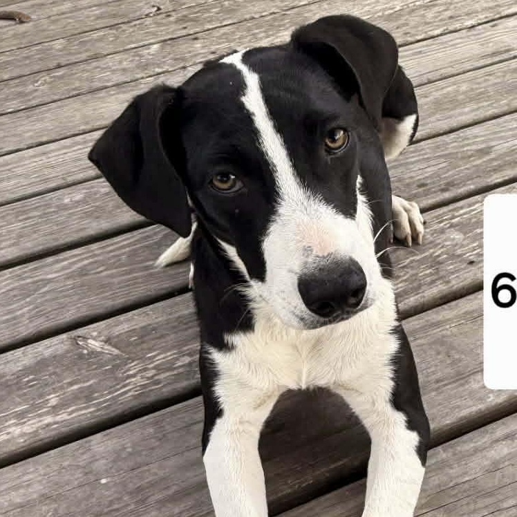 Enlarge Dancer, a ADOPTABLE mixed breed in PLAINFIELD, CT image 1/1