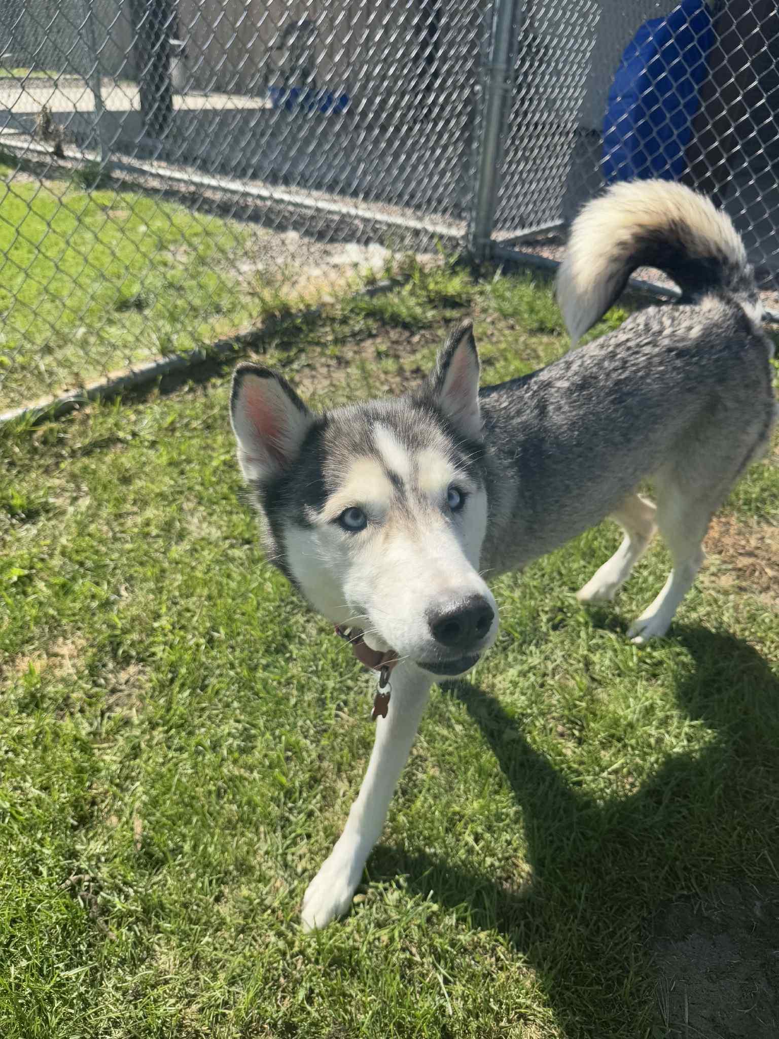 Nova