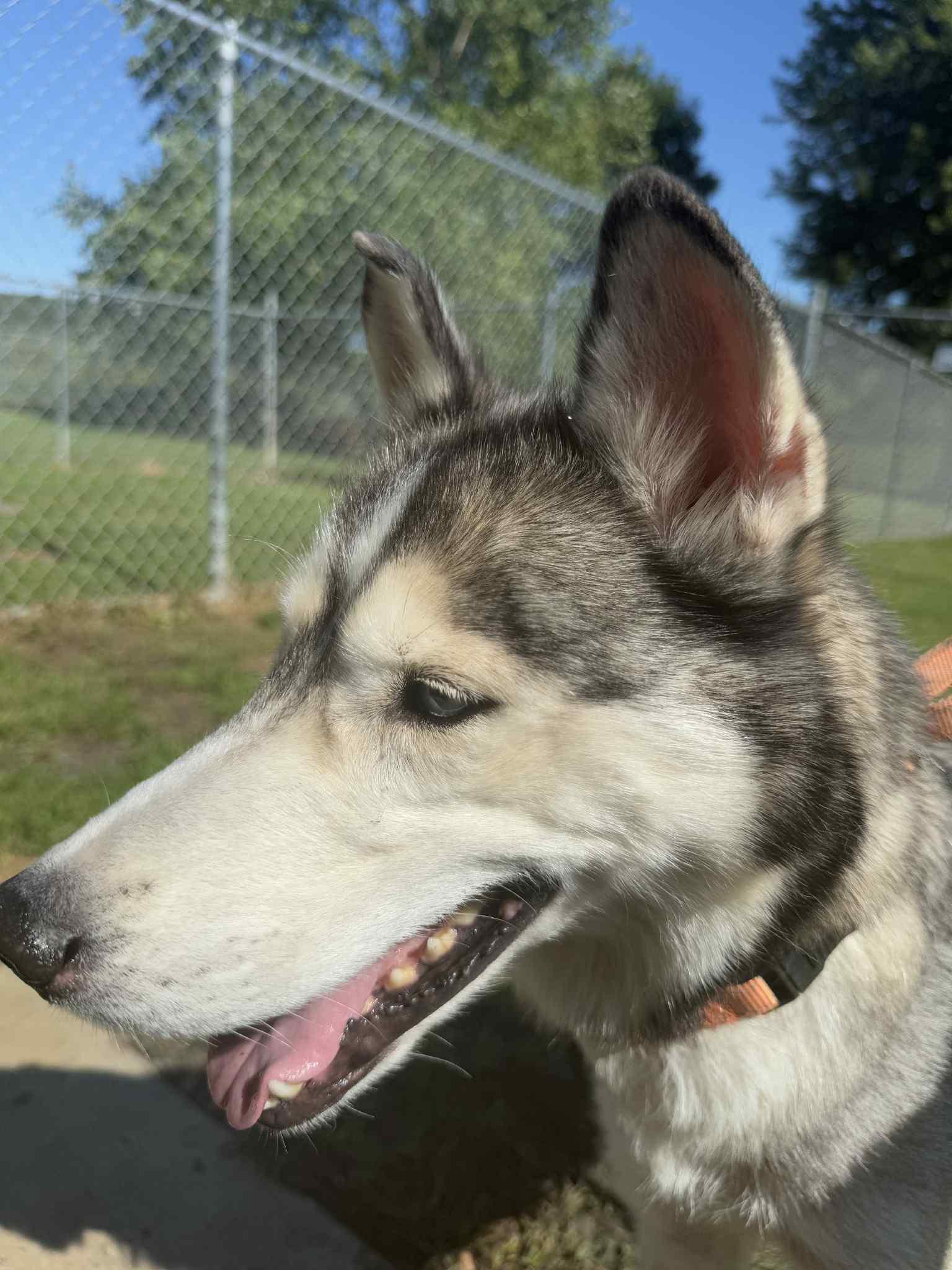 Nova