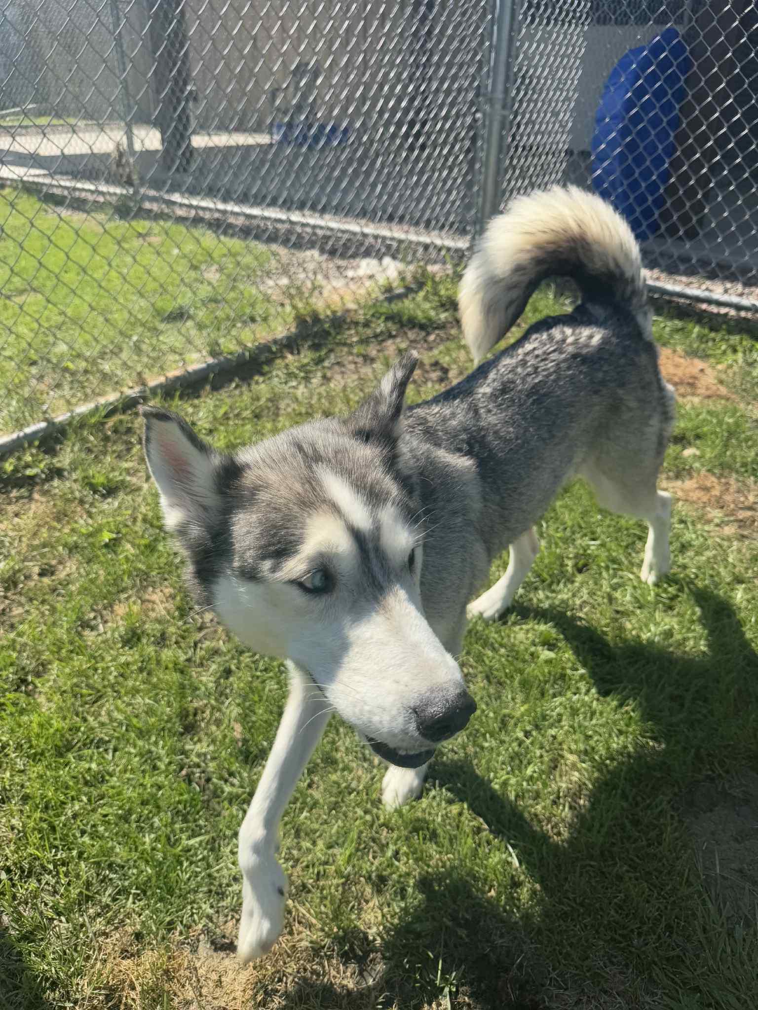 Nova