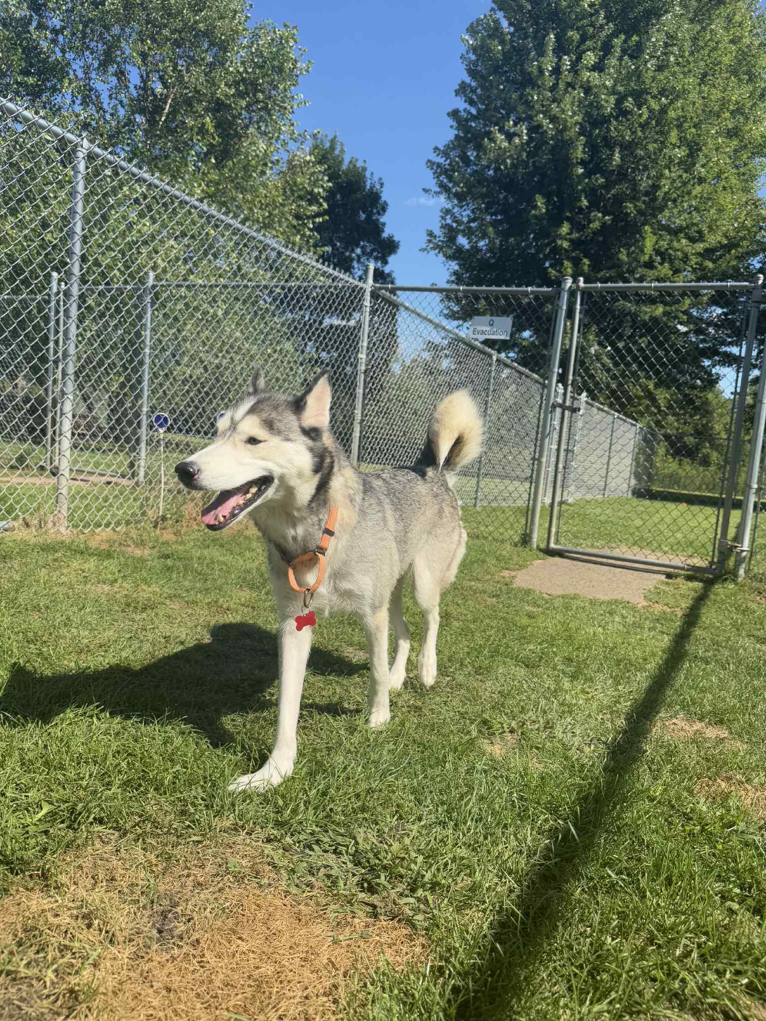 Nova
