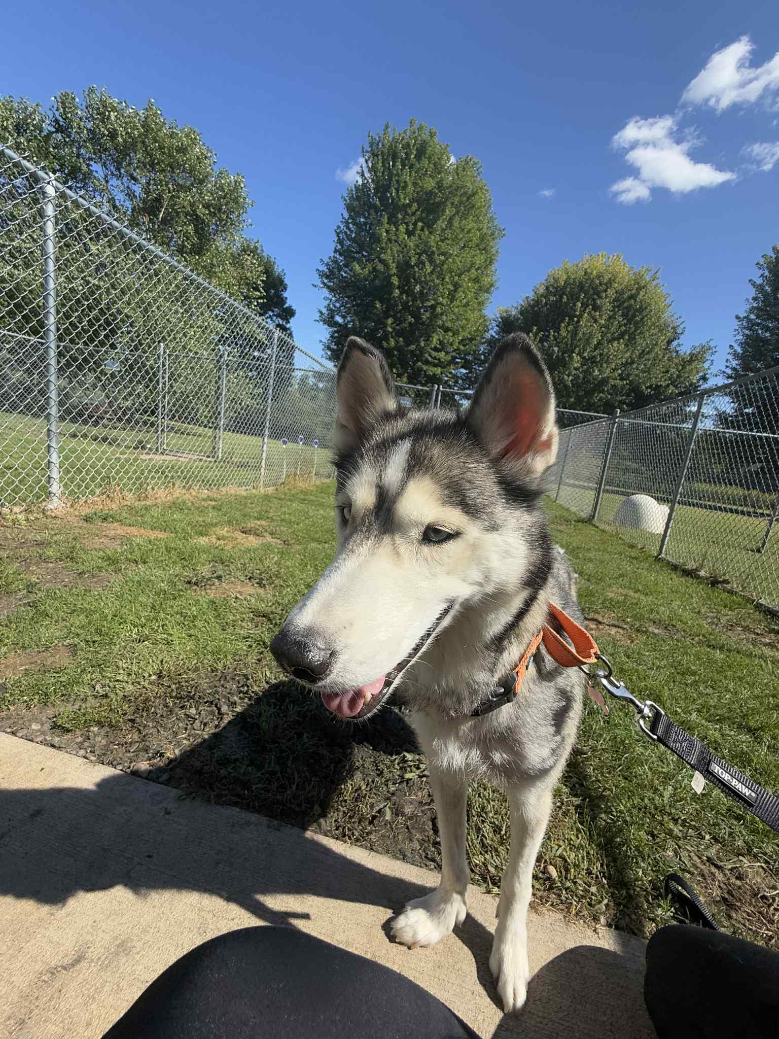 Nova