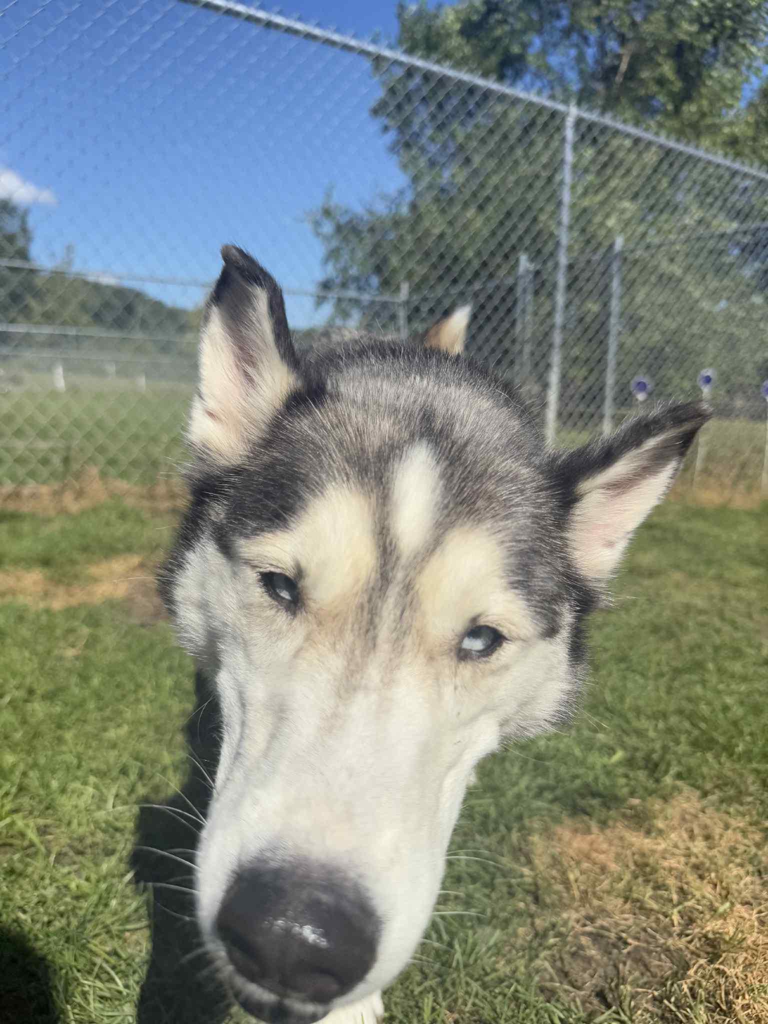 Nova