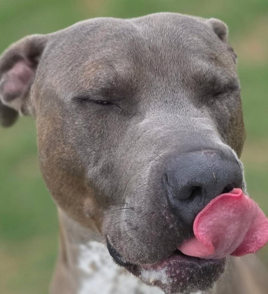 Enlarge Slate, a Adoptable Pit Bull Terrier in Little Elm, TX image 1/4