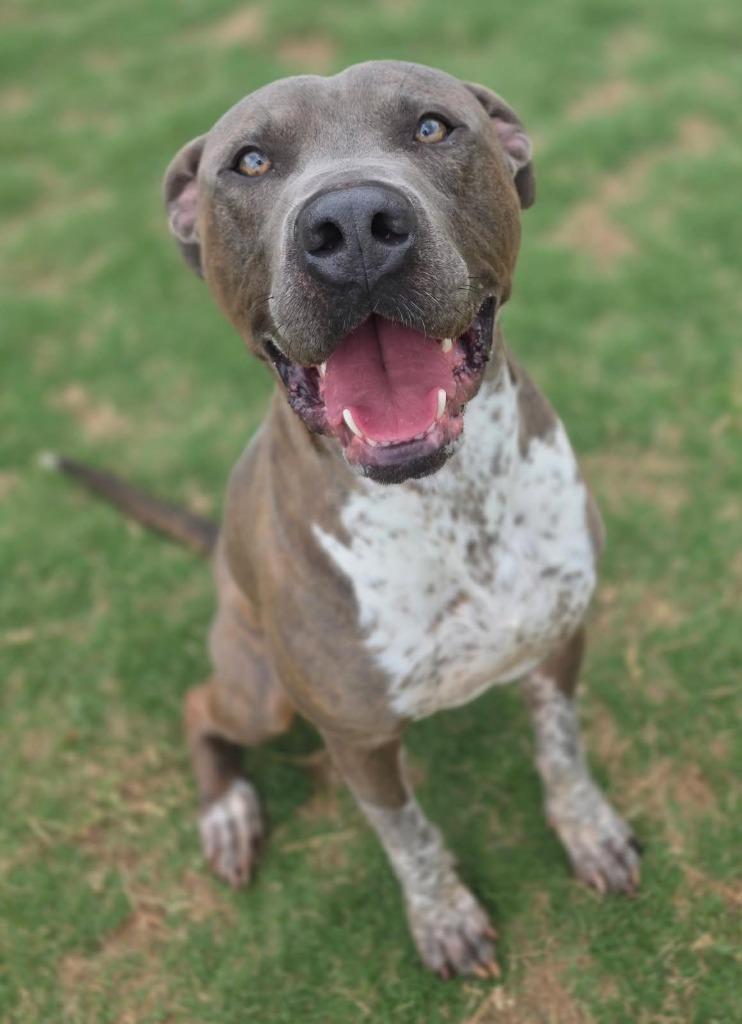 Enlarge Slate, a Adoptable Pit Bull Terrier in Little Elm, TX image 2/4