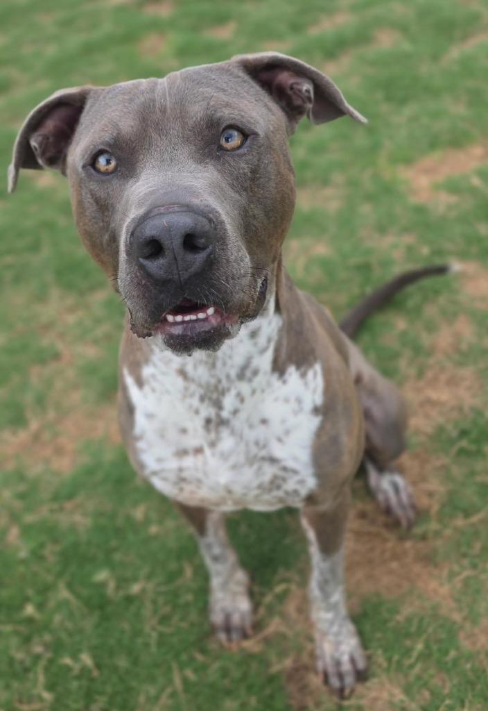 Enlarge Slate, a Adoptable Pit Bull Terrier in Little Elm, TX image 3/4