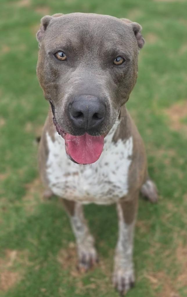 Enlarge Slate, a Adoptable Pit Bull Terrier in Little Elm, TX image 4/4