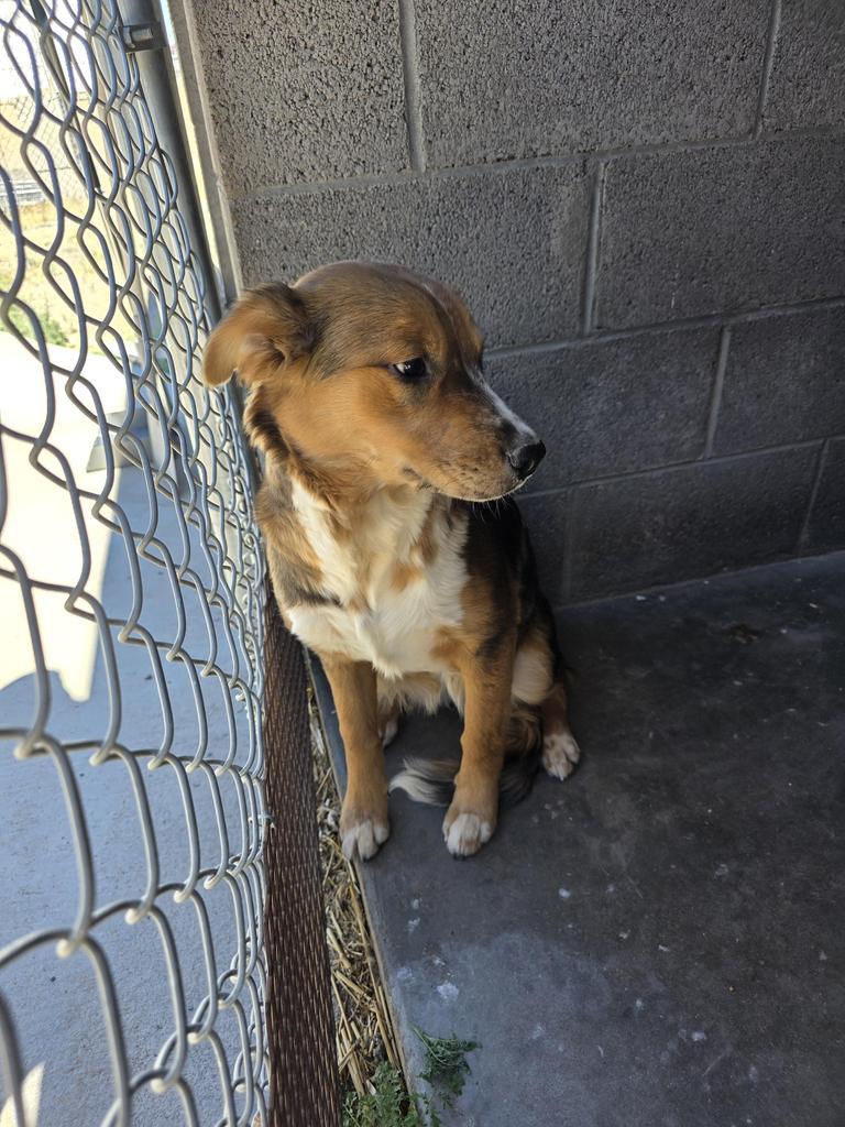 Enlarge Sweatpea, a Adoptable mixed breed in Holbrook, AZ image 1/1