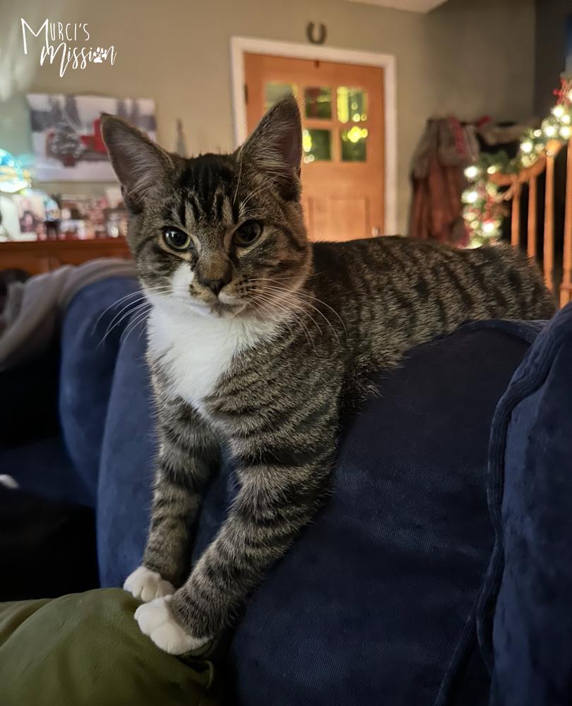 Ulysses, Adoptable, Kitten Male Domestic Short Hair.