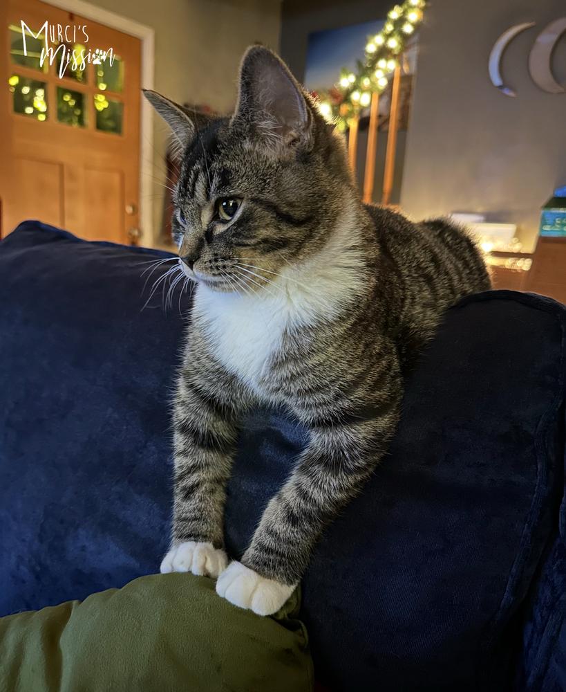 Enlarge Ulysses, a Adoptable mixed breed in Spokane , WA image 2/4