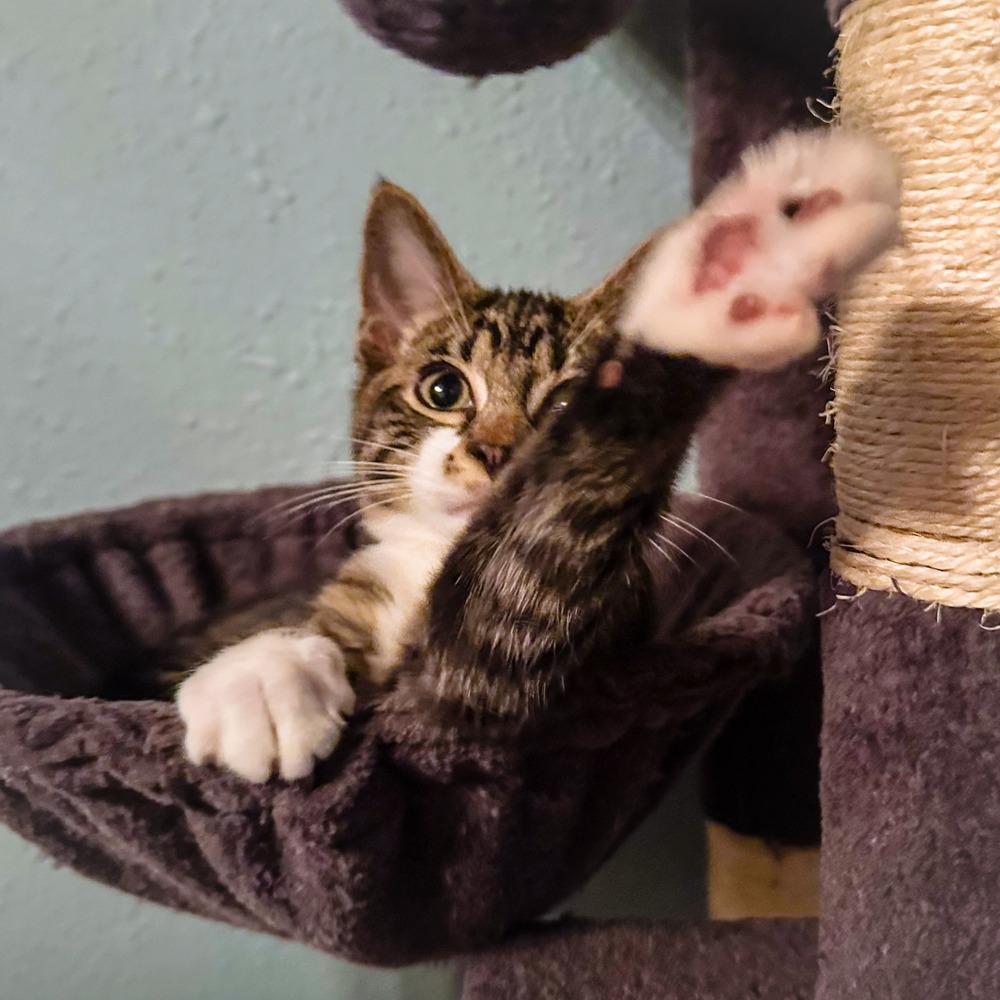 Ulysses, Adoptable, Kitten Male Domestic Short Hair.