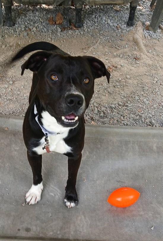 Enlarge STORM, a Adoptable mixed breed in Pegram, TN image 3/6