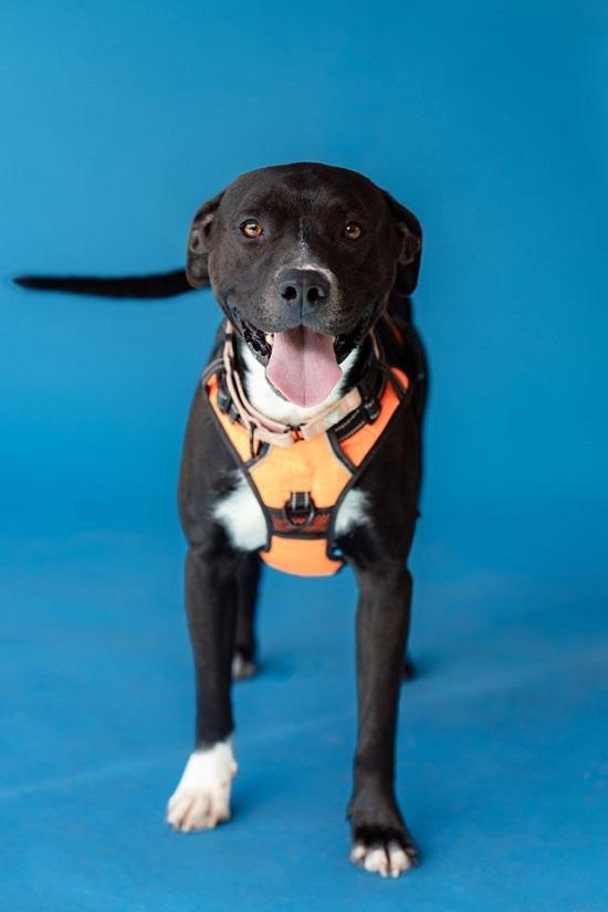Enlarge STORM, an adoptable mixed breed in Pegram, TN image 1/6