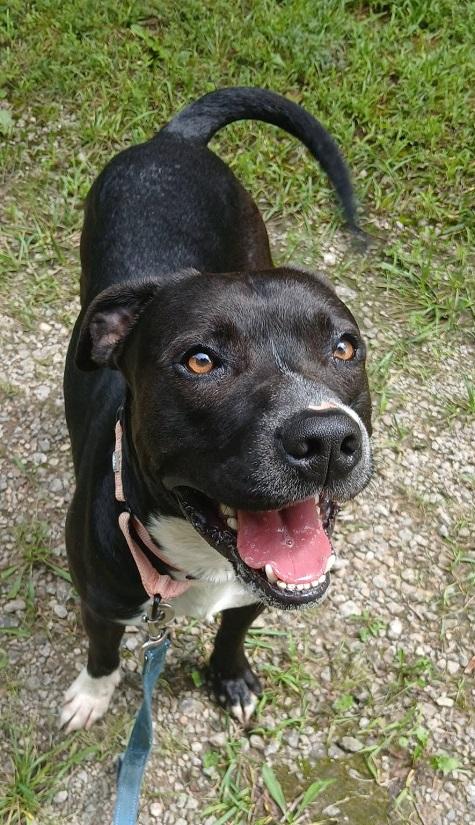 STORM, an adoptable mixed breed in Pegram, TN image 6/6