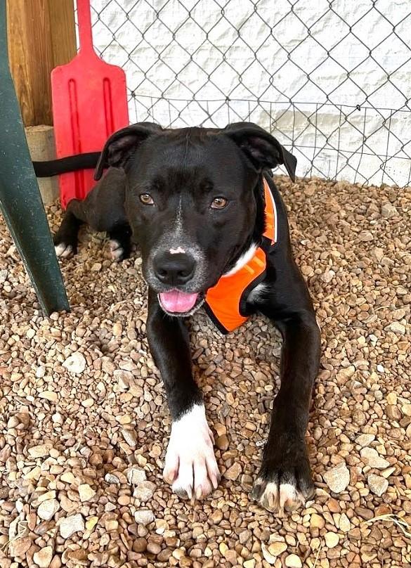 Enlarge STORM, a Adoptable mixed breed in Pegram, TN image 6/6