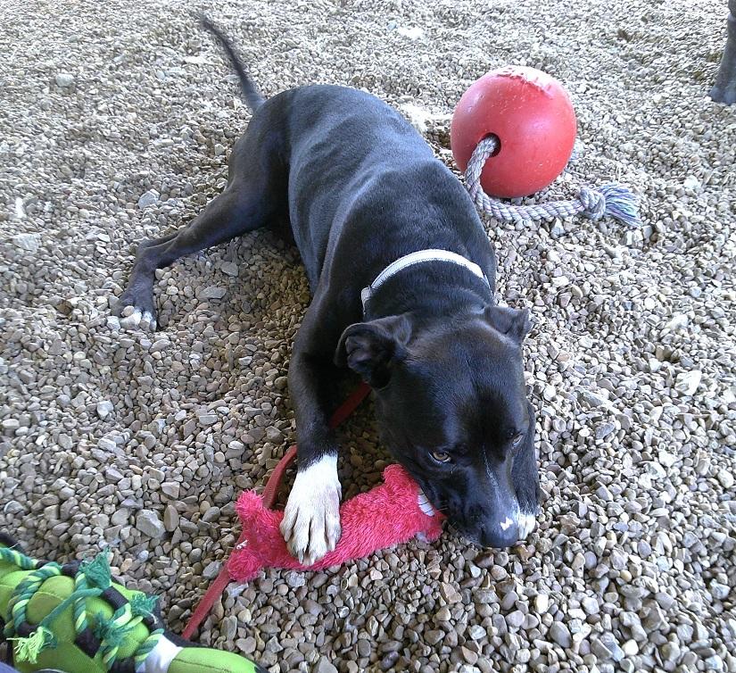Enlarge STORM, a Adoptable mixed breed in Pegram, TN image 2/6