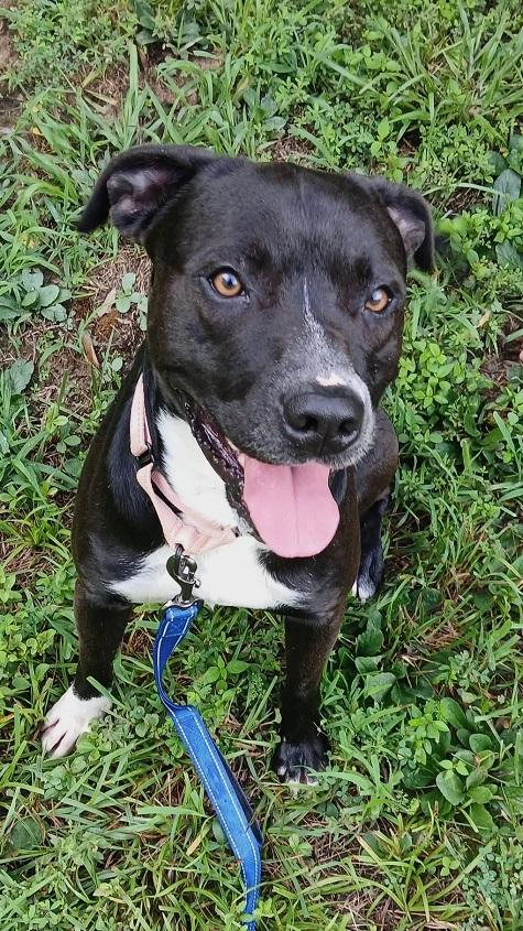 STORM, an adoptable mixed breed in Pegram, TN image 5/6