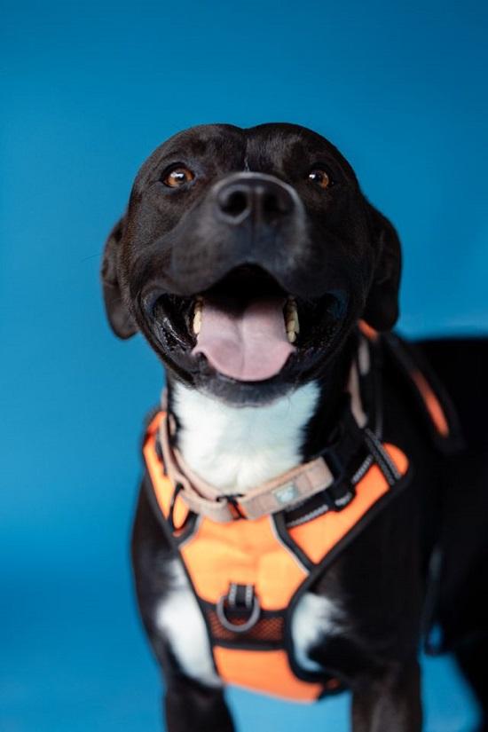 Enlarge STORM, an adoptable mixed breed in Pegram, TN image 6/6