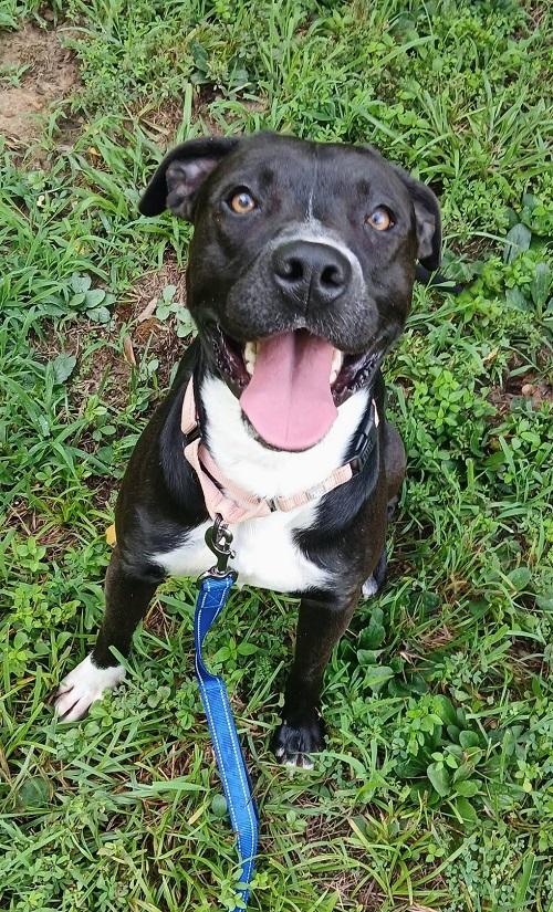 STORM, adoptable, Adult Male Terrier.