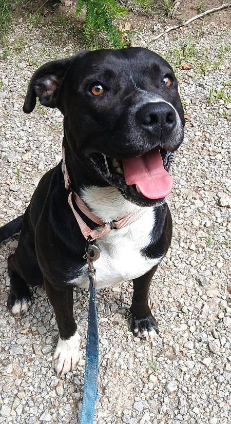 STORM, adoptable, Adult Male Terrier.