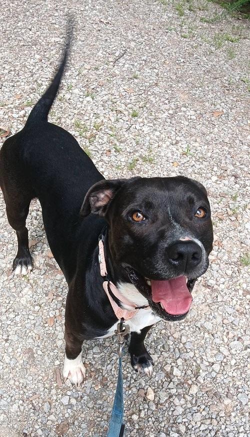 STORM, an adoptable mixed breed in Pegram, TN image 4/6