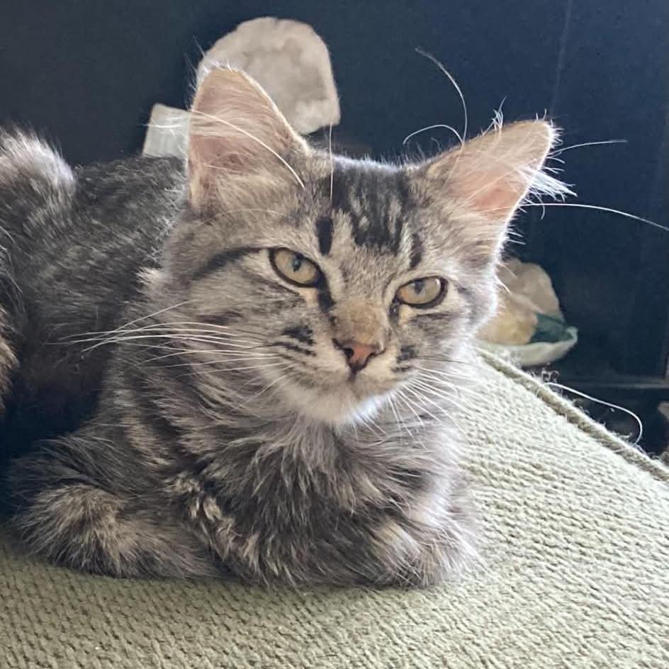 Enlarge Daphne, a Adoptable Domestic Long Hair in Las Cruces, NM image 2/5