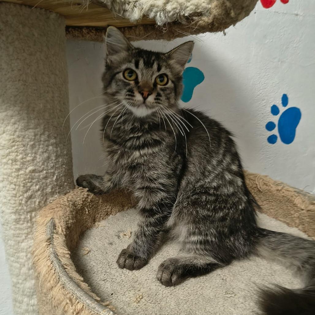 Enlarge Daphne, a Adoptable Domestic Long Hair in Las Cruces, NM image 3/5