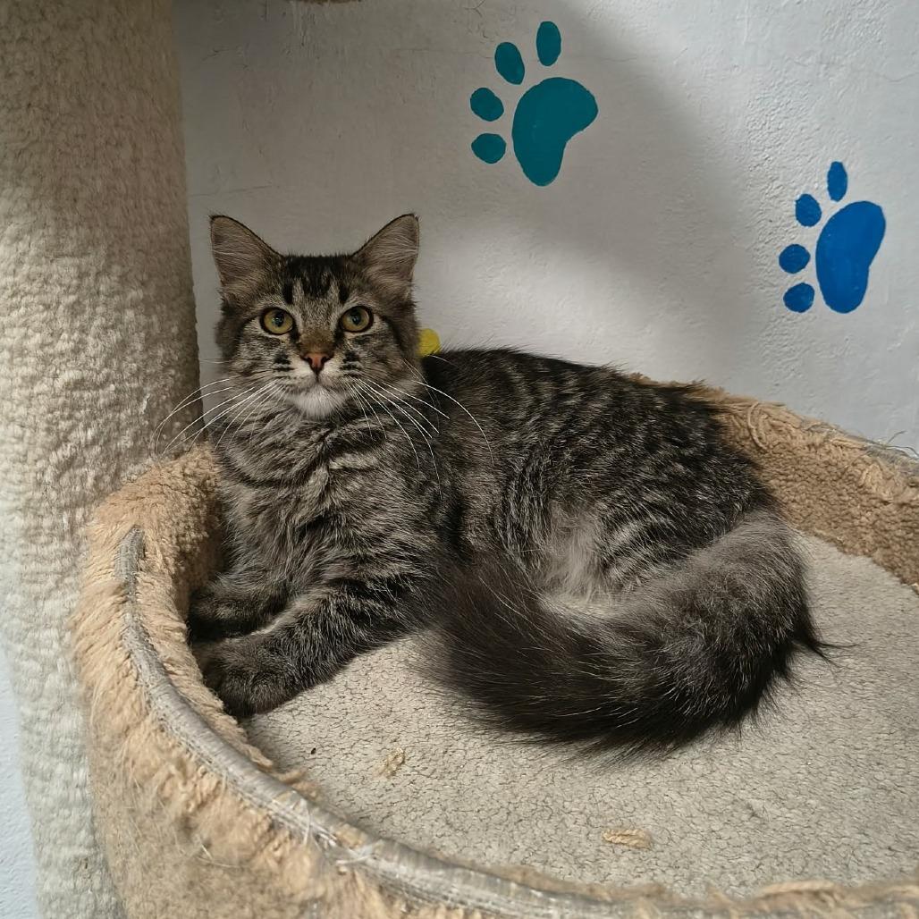 Enlarge Daphne, a Adoptable Domestic Long Hair in Las Cruces, NM image 5/5