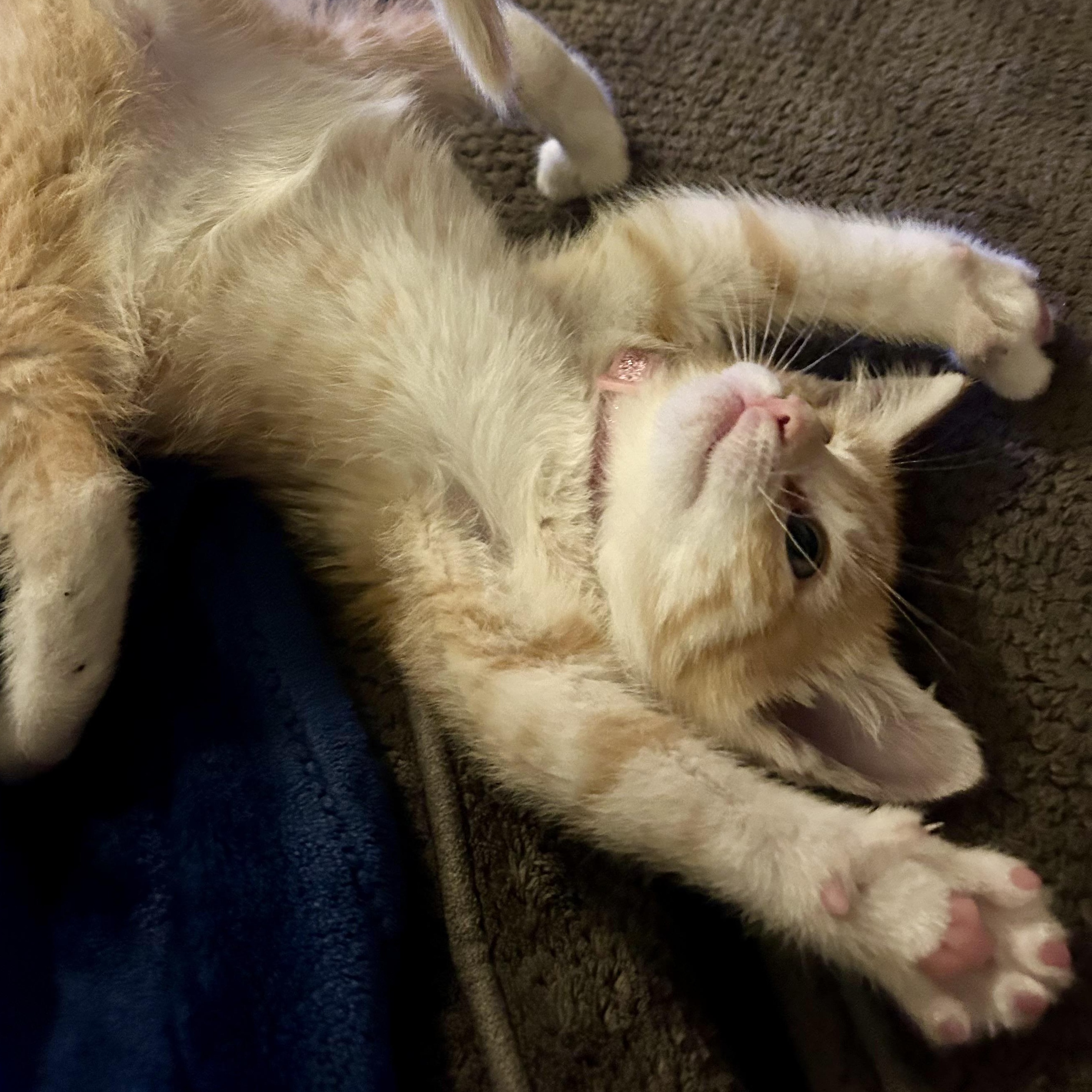 Azula, an adopted Domestic Short Hair in Warr Acres, OK image 3/4