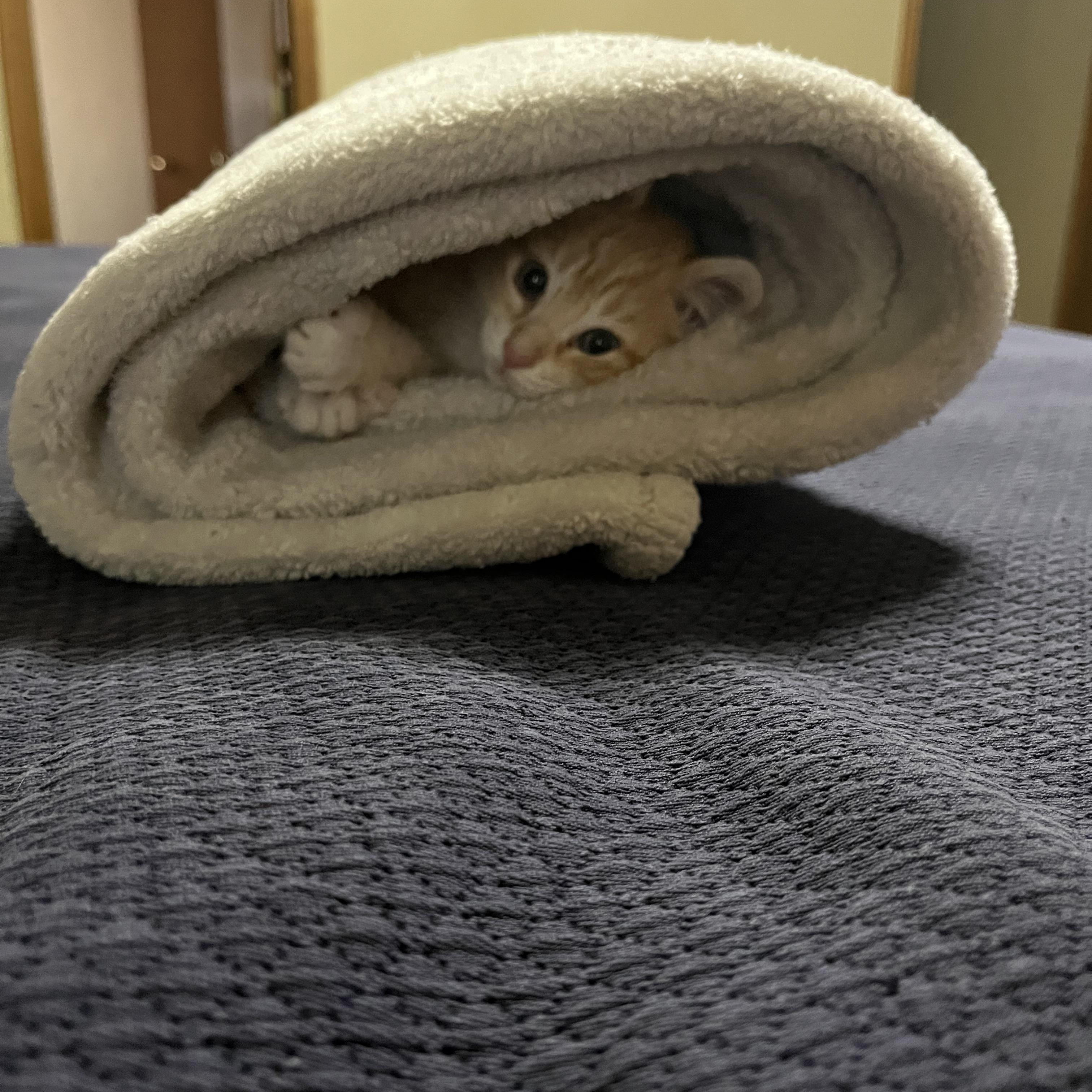 Azula, an adopted Domestic Short Hair in Warr Acres, OK image 2/4