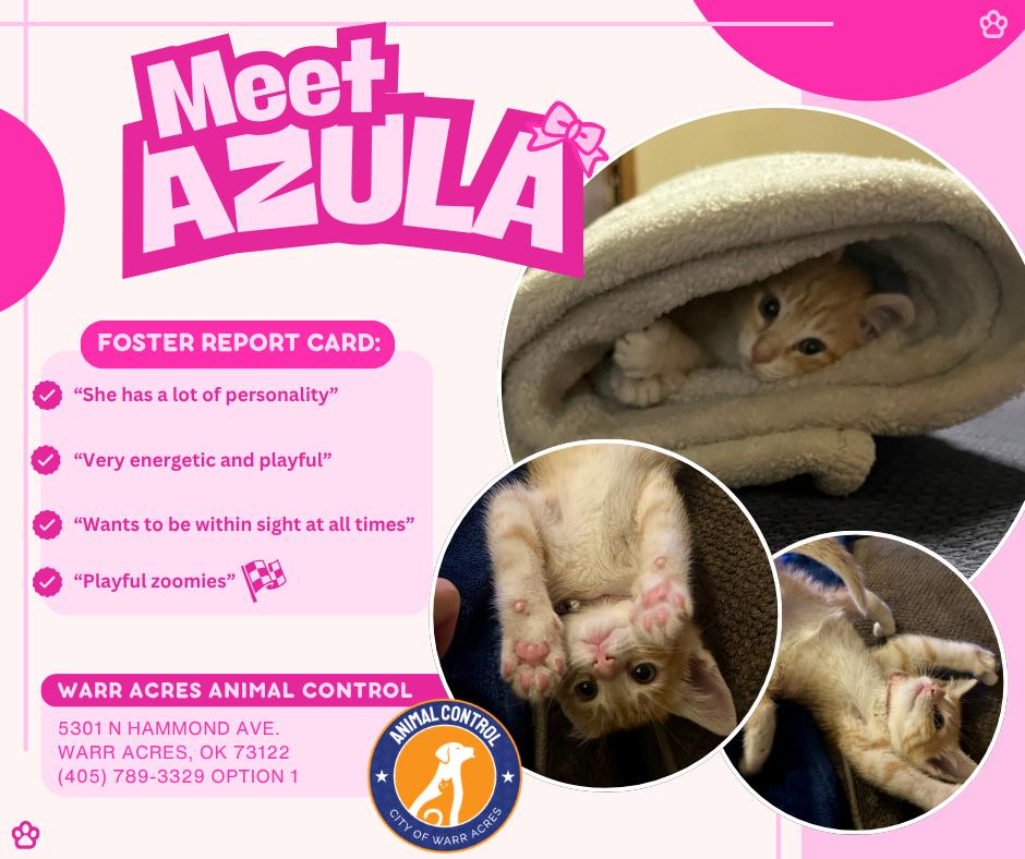 Azula, an adopted Domestic Short Hair in Warr Acres, OK image 4/4