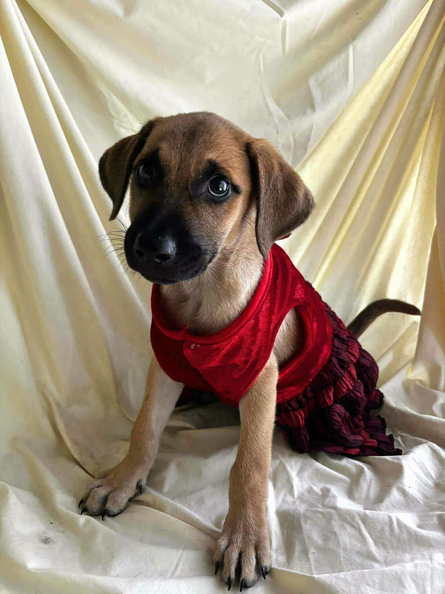 Nala