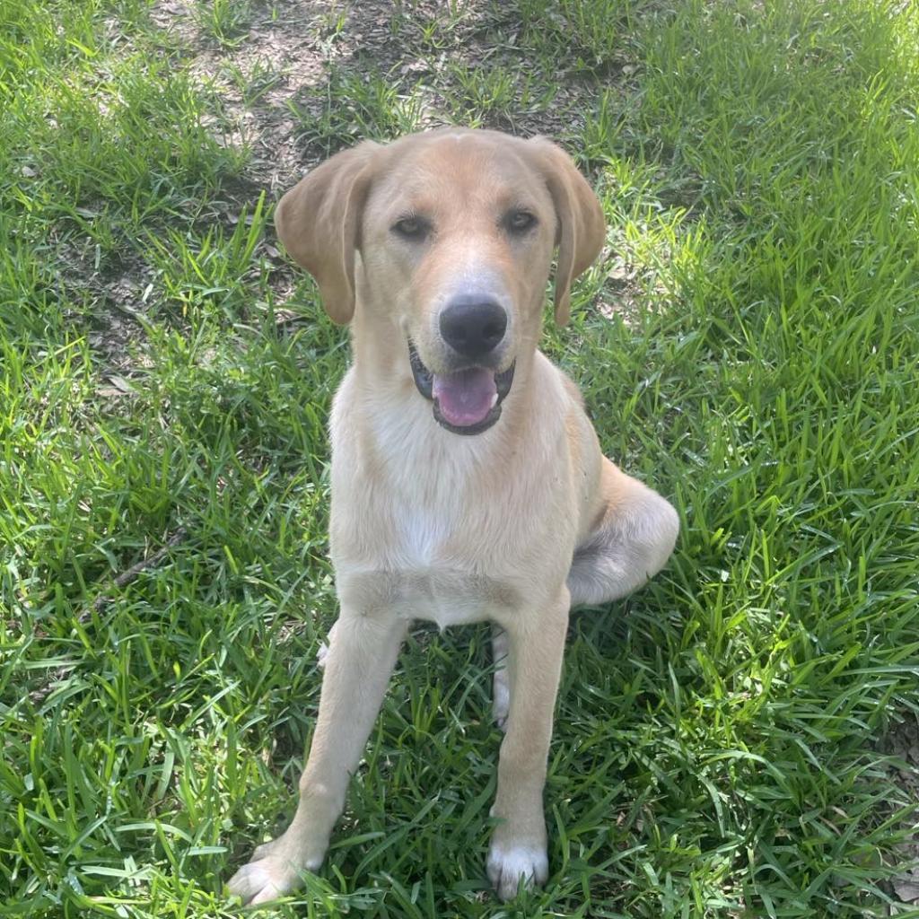 Dog for adoption Chester, a Yellow Labrador Retriever in West Lebanon