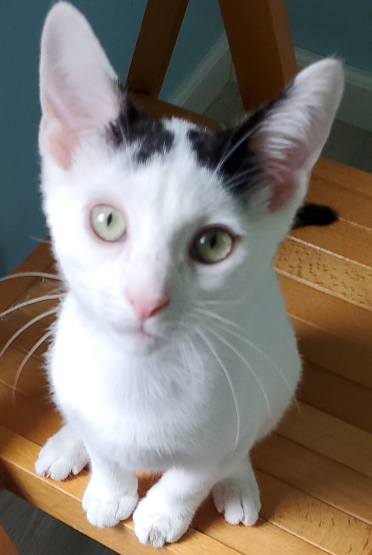 Bandit, a Adoptable Domestic Short Hair in Landenberg, PA image 2/6