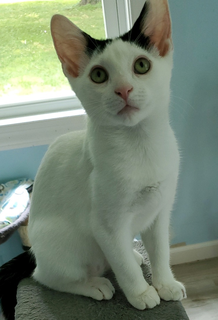 Bandit, a Adoptable Domestic Short Hair in Landenberg, PA image 3/6