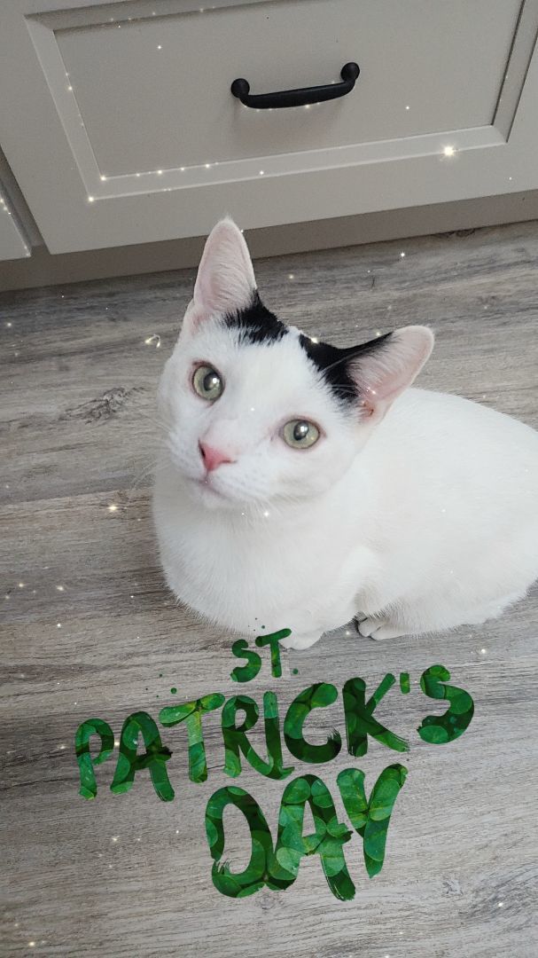 Bandit, a Adoptable Domestic Short Hair in Landenberg, PA image 5/6