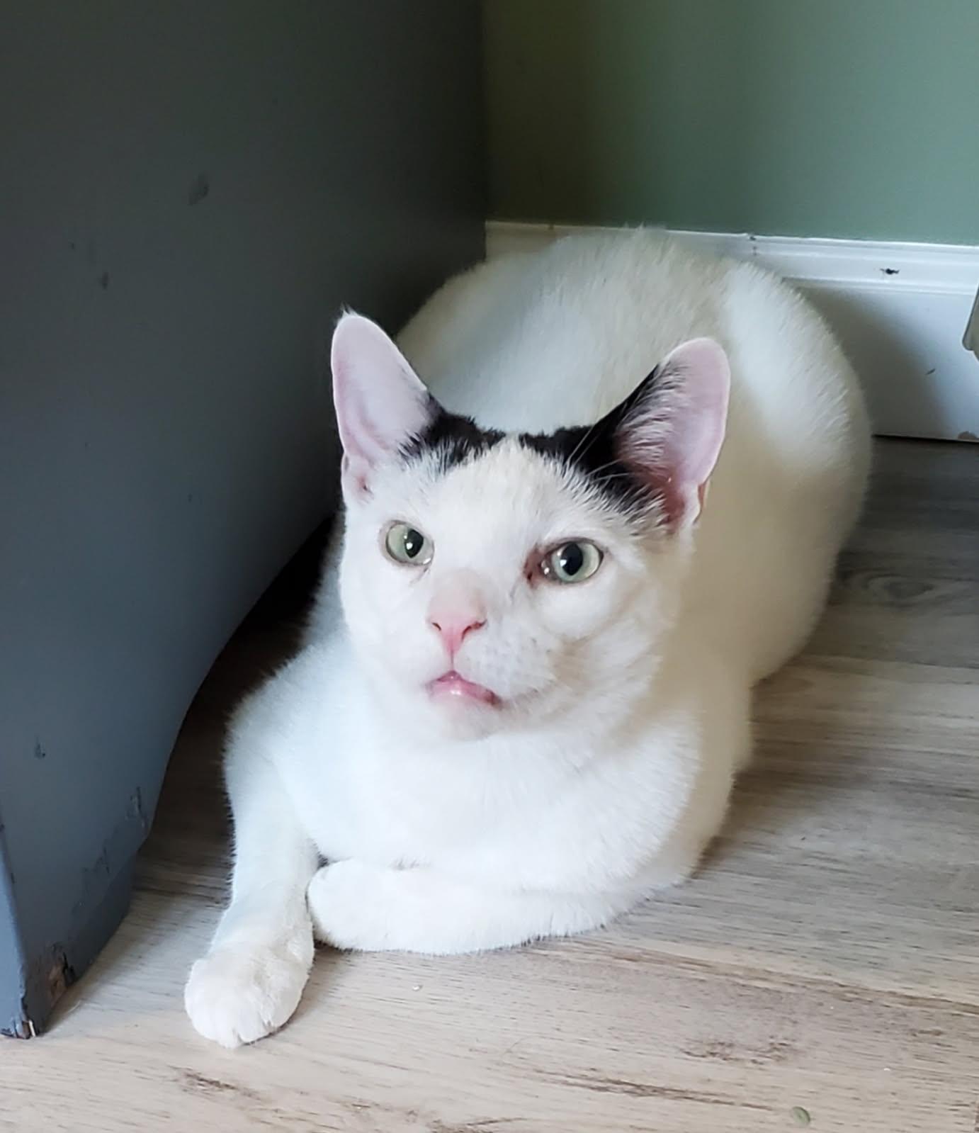 Bandit, a Adoptable Domestic Short Hair in Landenberg, PA image 1/6