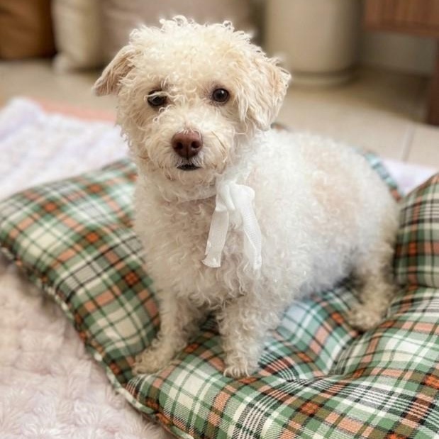 Harmony 8873, Adoptable, Young Male Poodle.