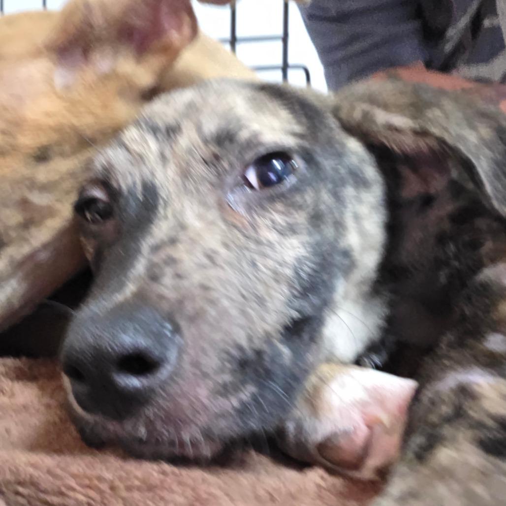 Kylo, Adoptable, Young Male Black Mouth Cur & Mixed Breed.