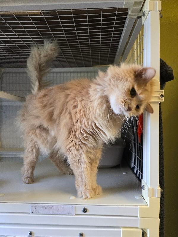 Simba, Adoptable, Senior Male Domestic Long Hair.
