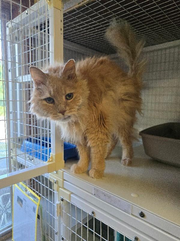 Enlarge Simba, a Adoptable Domestic Long Hair in Cortland, NY image 2/4