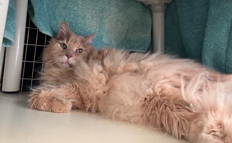 Enlarge Simba, a Adoptable Domestic Long Hair in Cortland, NY image 3/4