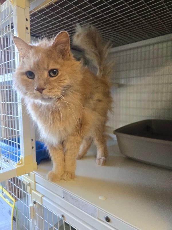 Enlarge Simba, a Adoptable Domestic Long Hair in Cortland, NY image 4/4