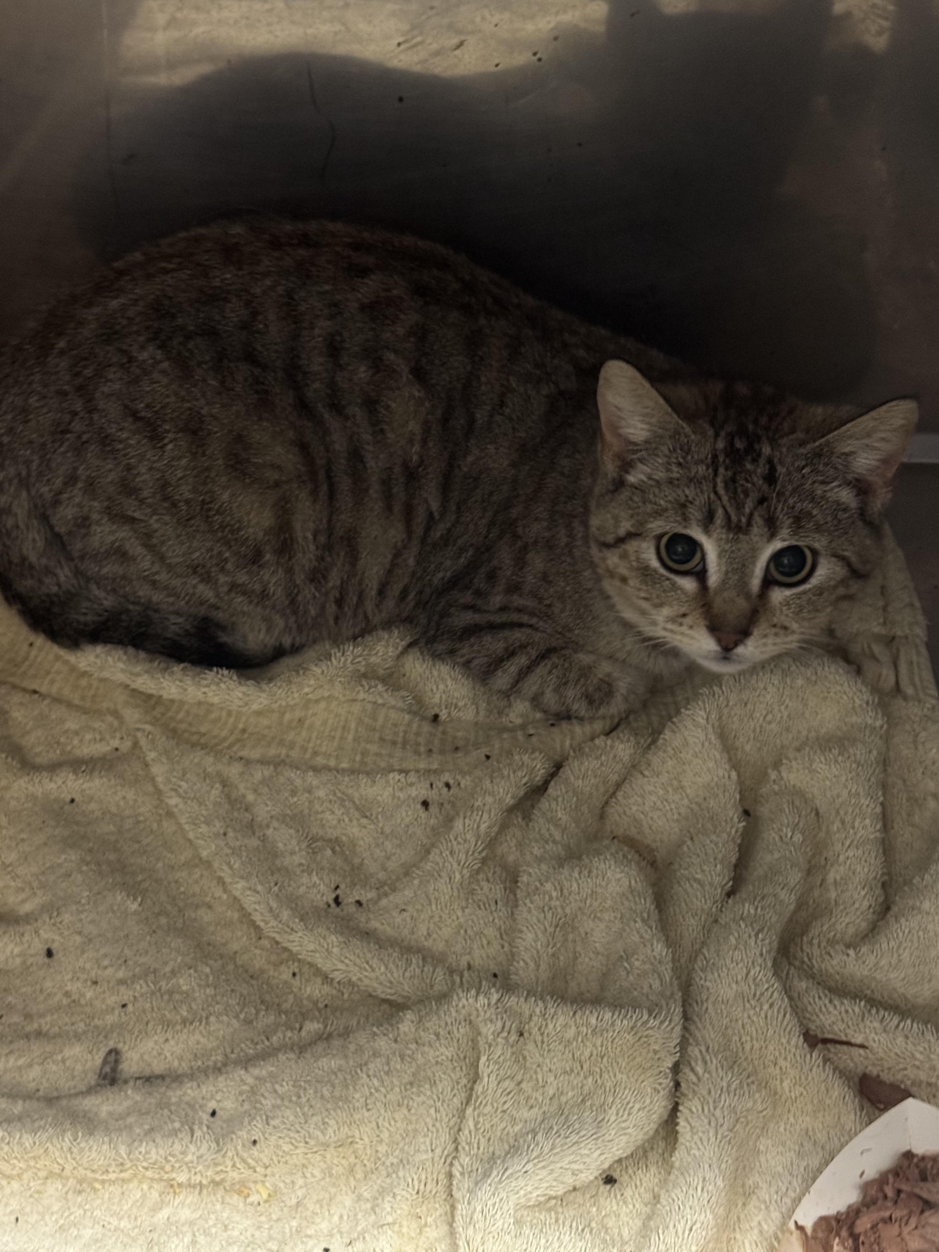 Cloud, Young Female Domestic Short Hair