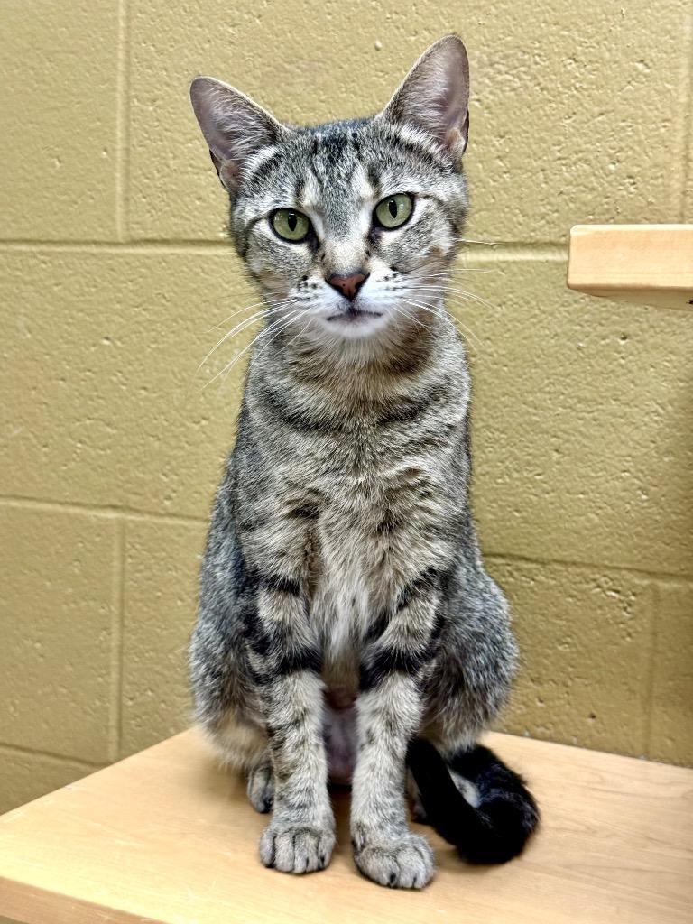 Dr. Bones, a Adoptable mixed breed in Cincinnati, OH image 1/5