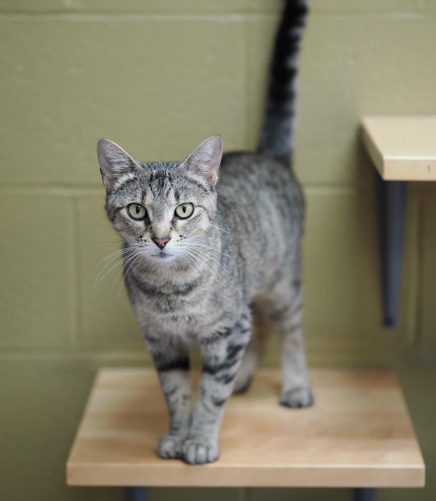 Dr. Bones, a Adoptable mixed breed in Cincinnati, OH image 2/5