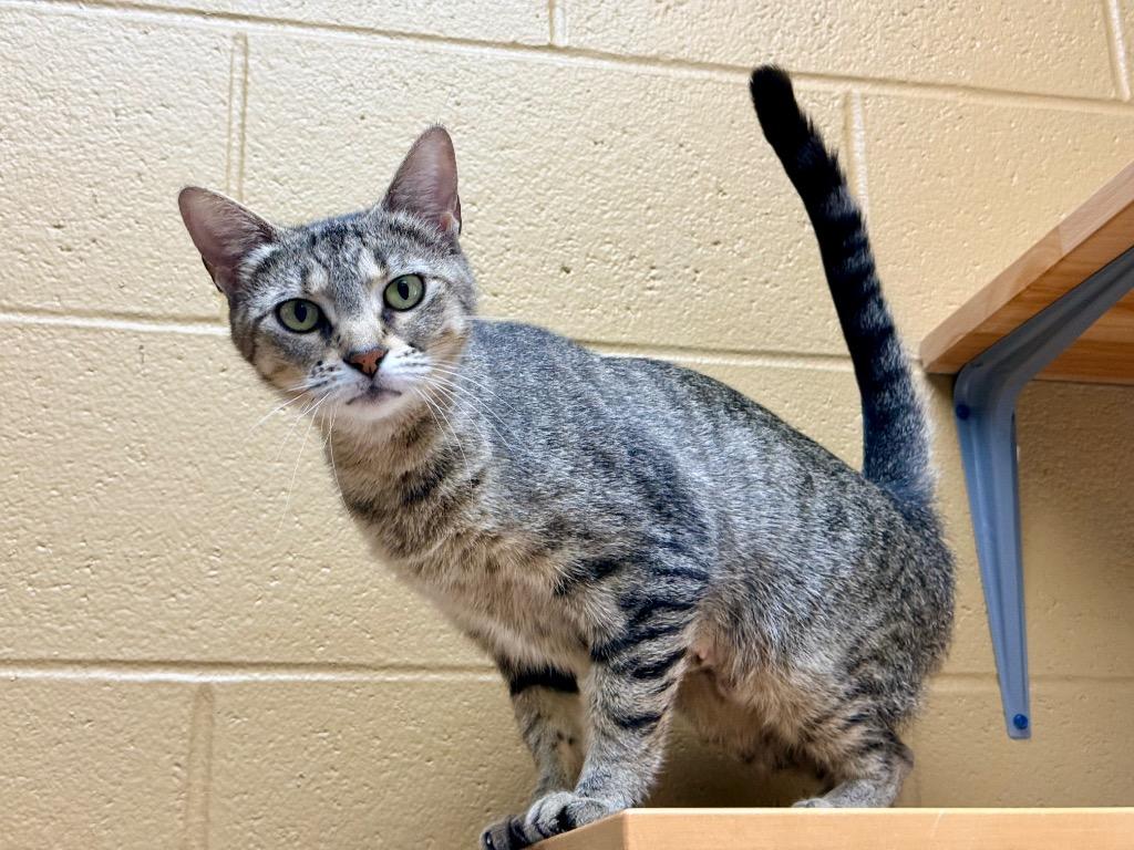 Dr. Bones, a Adoptable mixed breed in Cincinnati, OH image 3/5