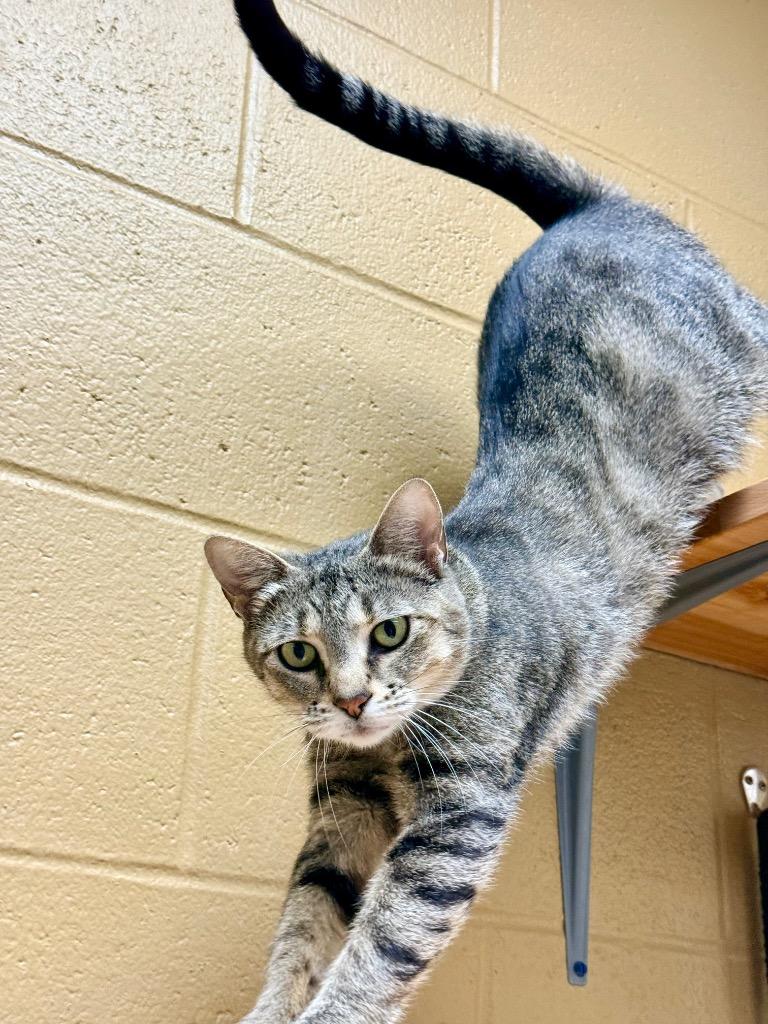 Dr. Bones, a Adoptable mixed breed in Cincinnati, OH image 4/5